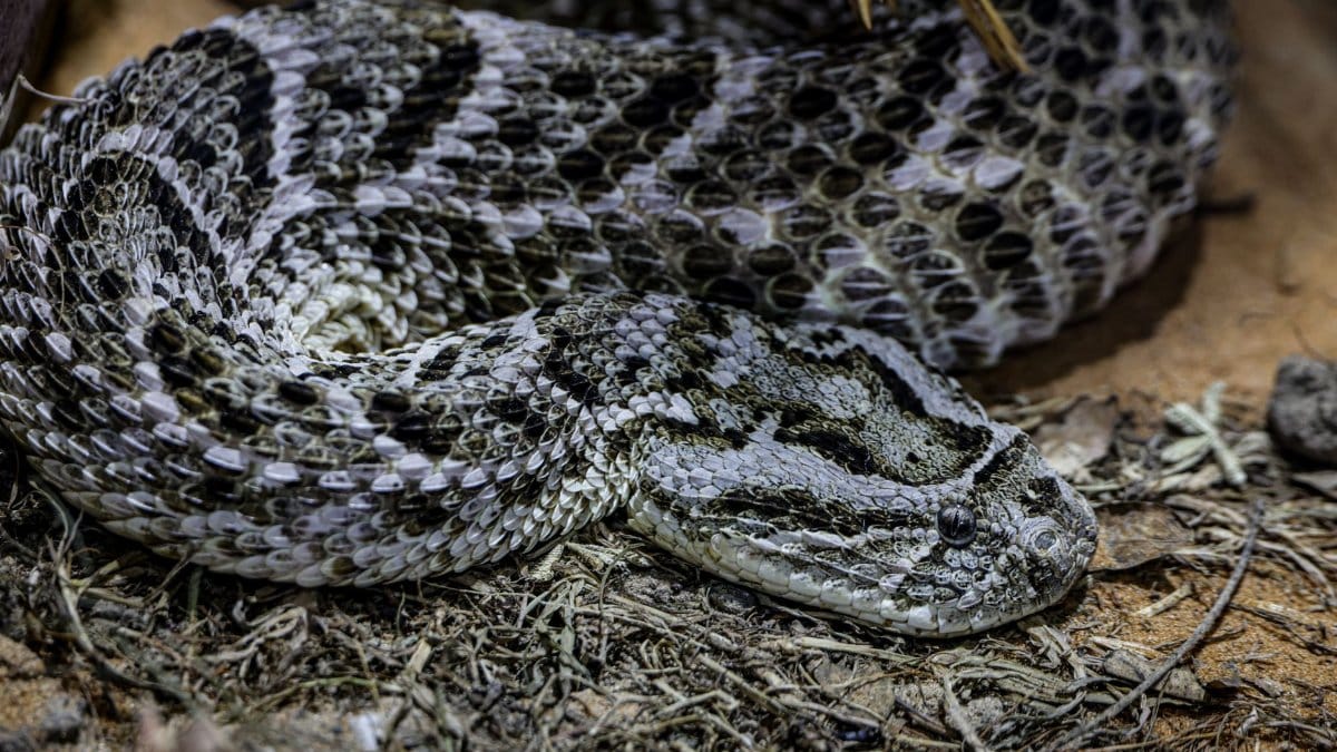 Detailed image of a coiled rattlesnake, showcasing patterns and scales in a natural outdoor setting.