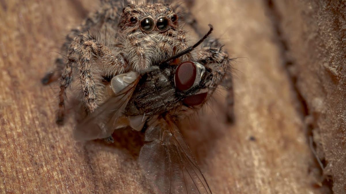 Detailed macro of a jumping spider hunting a fly on a wooden surface in Yazd, Iran.