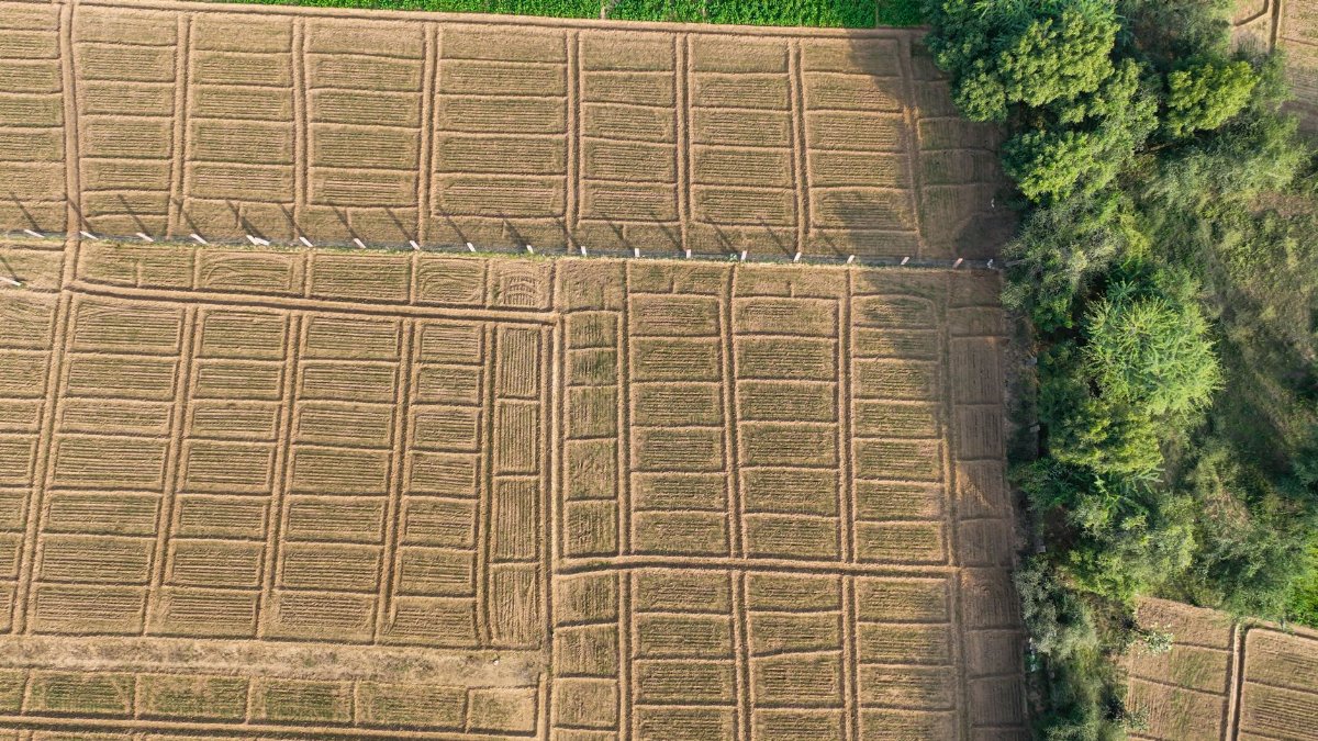 Aerial shot of structured agricultural fields with adjacent greenery, showcasing patterns from above.