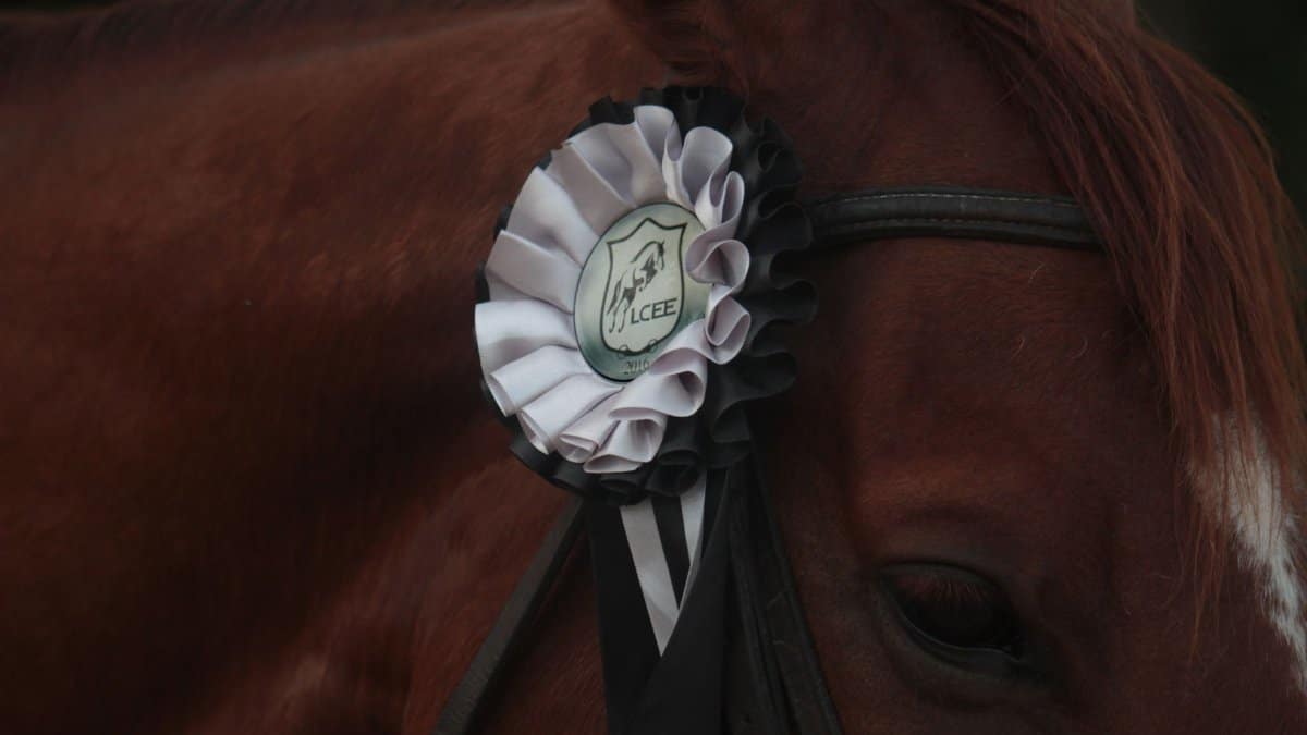 A horse sporting a white and black award ribbon, showcasing achievement.