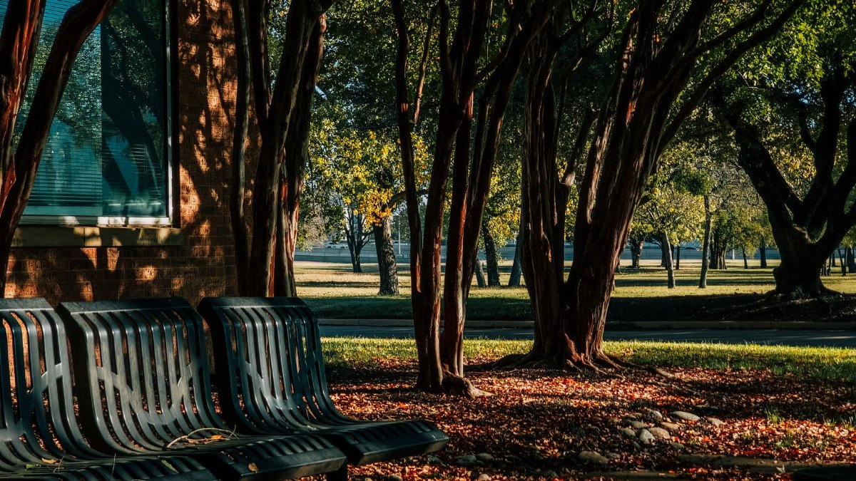 Peaceful outdoor park setting with benches under trees, perfect for relaxation.
