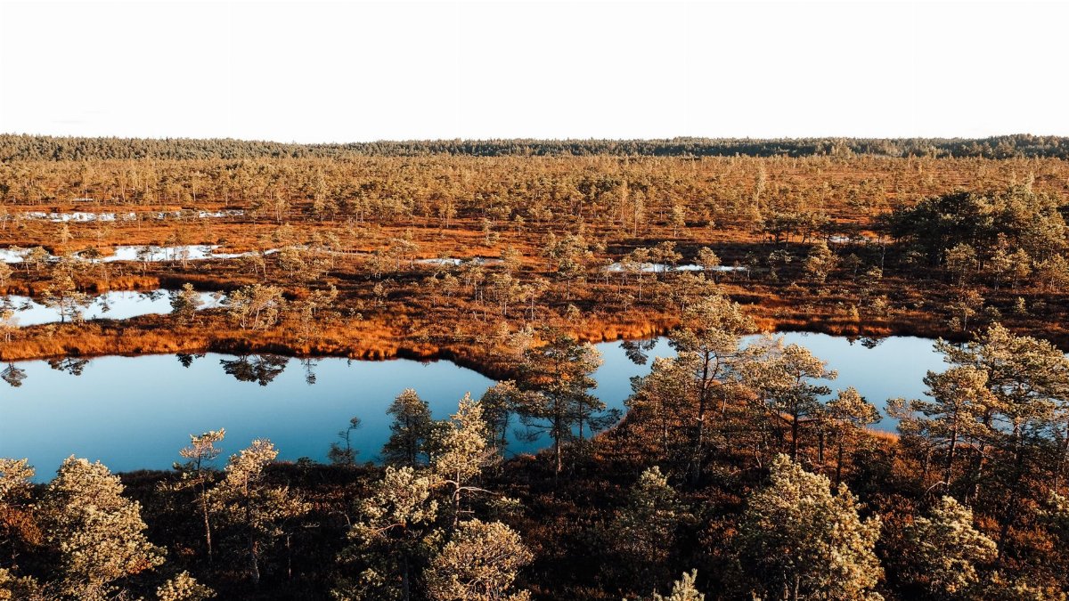 Breathtaking aerial view of the serene wetlands and unique landscape of Pavasari, Latvia.