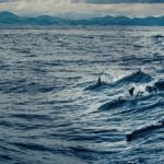 Dolphins swimming in the waves of the Atlantic Ocean off the coast of Portugal.