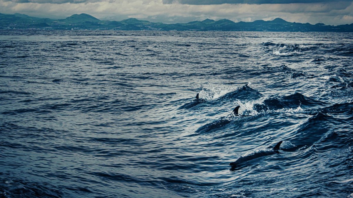 Dolphins swimming in the waves of the Atlantic Ocean off the coast of Portugal.