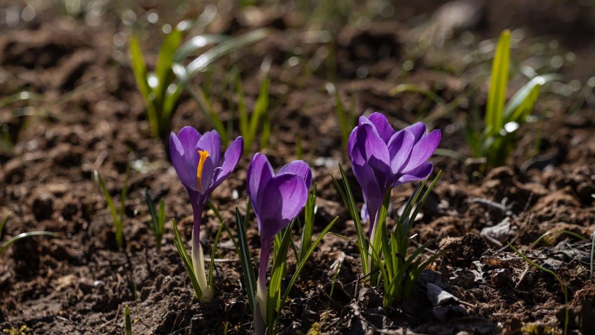 Vibrant purple crocus flowers blooming in an early spring garden in Latvia, symbolizing renewal and growth.