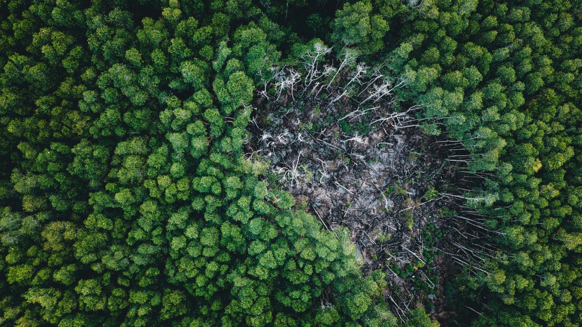 Drone shot capturing a lush green forest surrounding a distinct deforested patch, highlighting ecological impact.