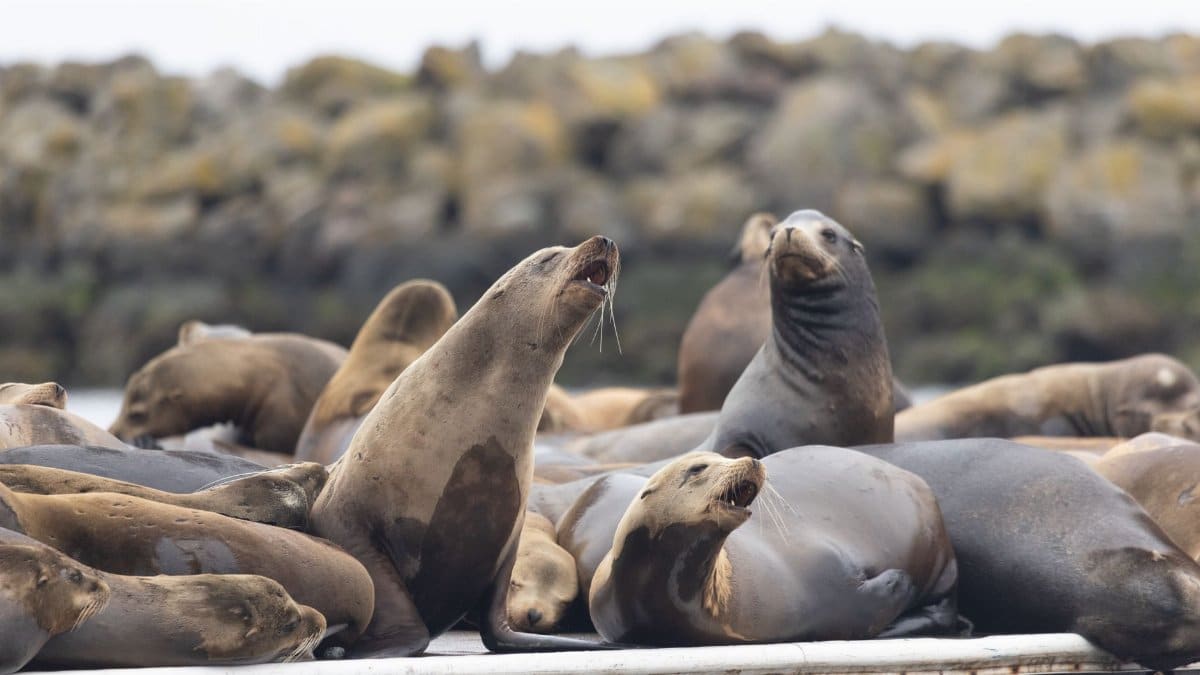 A colony of California sea lions lounging on a dock near rocky shorelines.