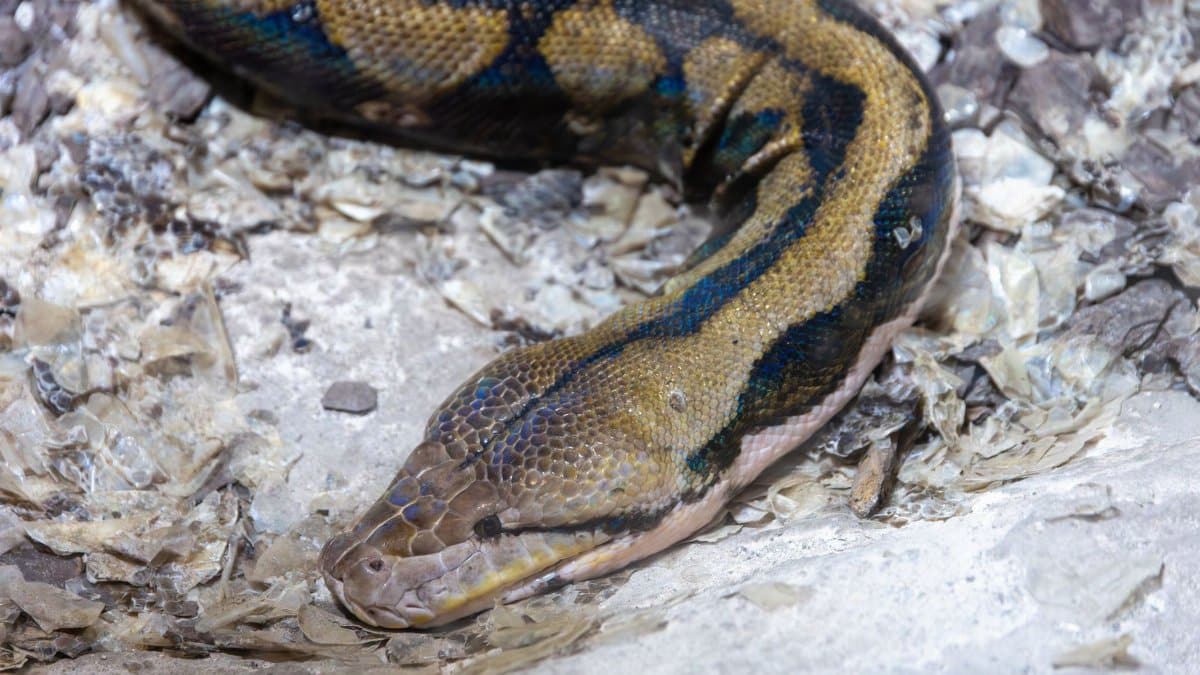 Detailed close-up of an African rock python (Python sebae) highlighting its scales and natural habitat.