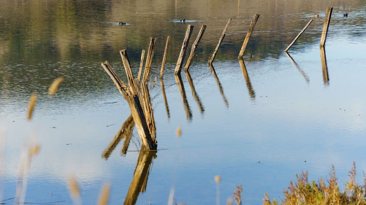 Wooden stakes reflecting in a tranquil lake creating a peaceful, natural scene.