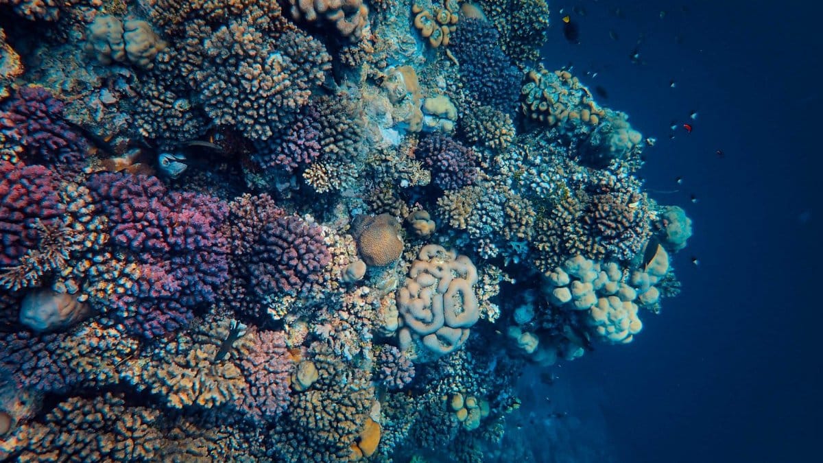 Explore the vivid colors and natural beauty of a coral reef beneath the ocean's surface.