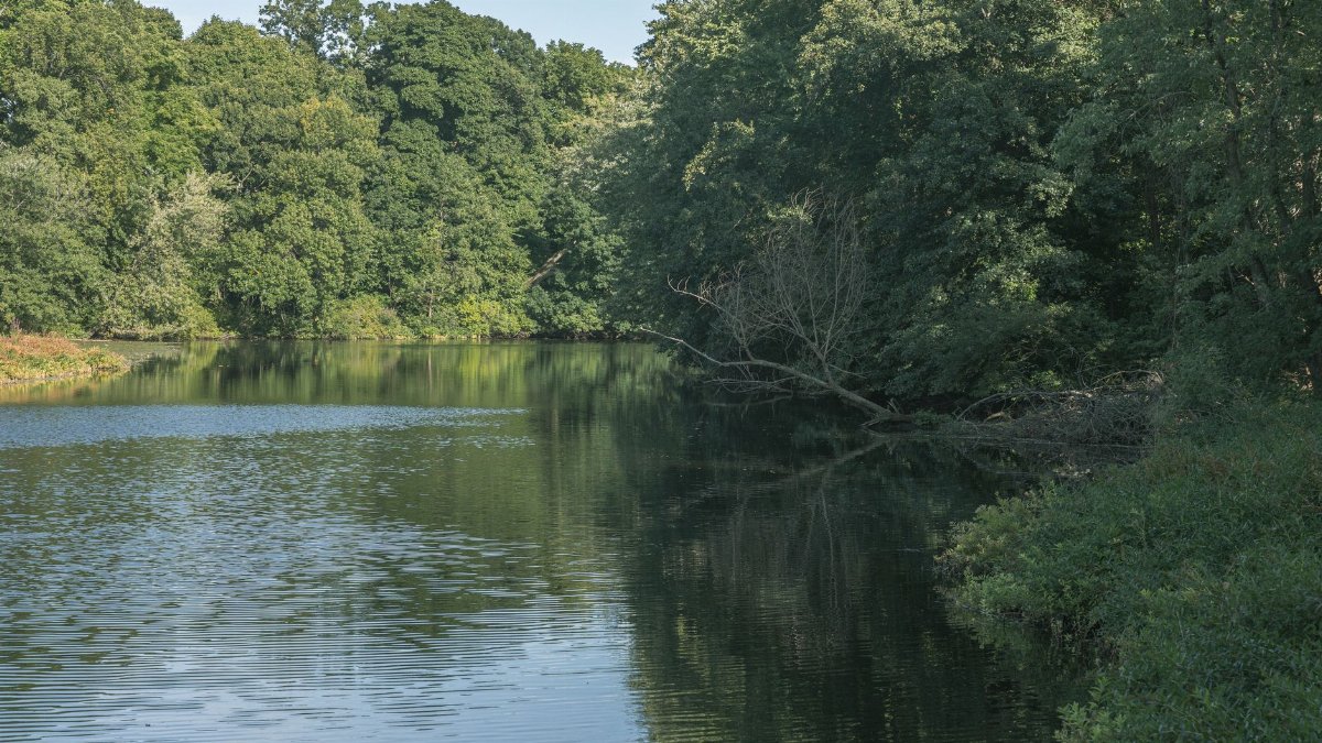 Tranquil lake surrounded by lush greenery in Waltham, Massachusetts, capturing serene summer scenery.