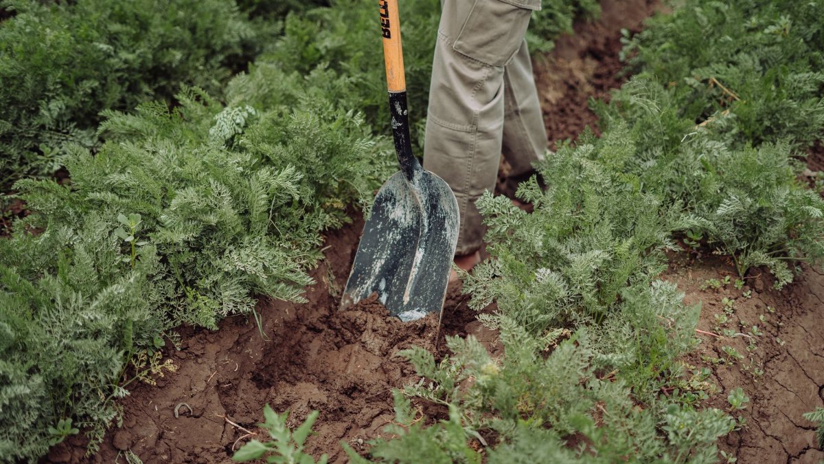 A person using a shovel to dig soil in a vegetable garden with lush green plants.