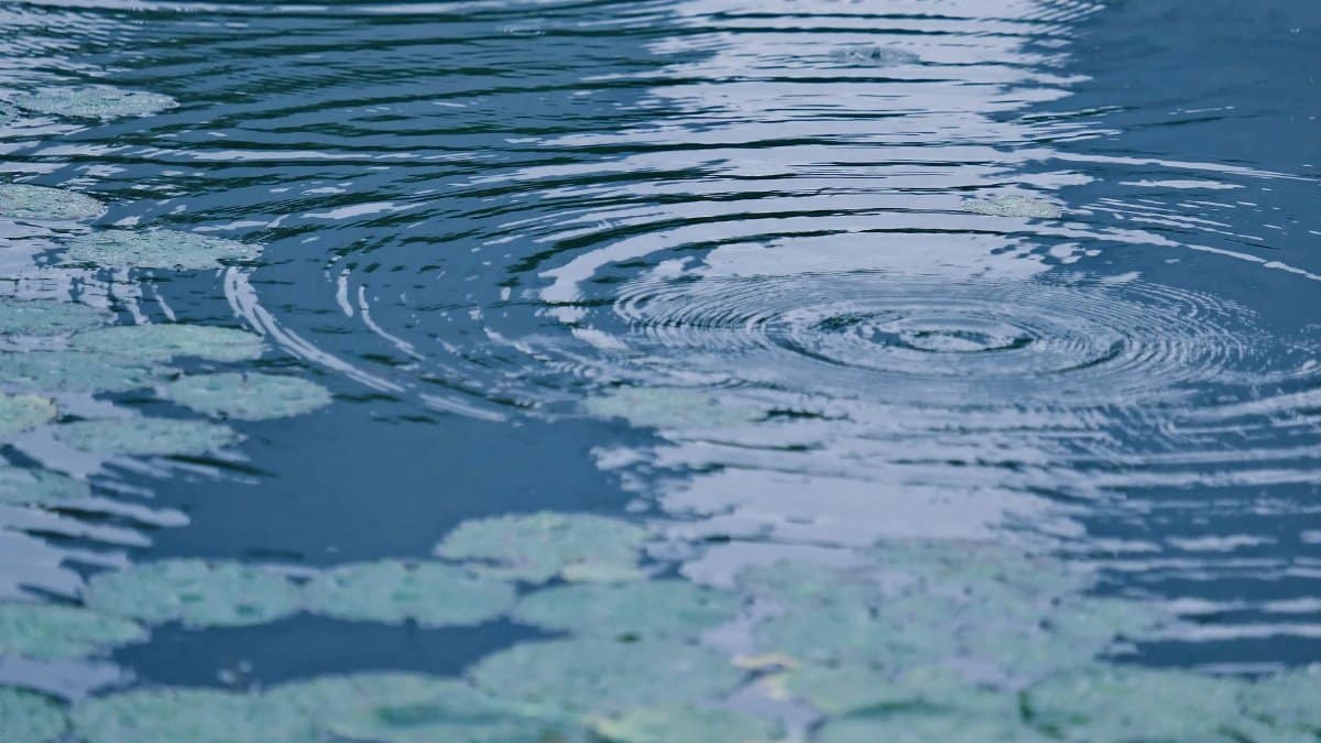 Calm ripples in a pond surrounded by water lilies, creating a tranquil scene.