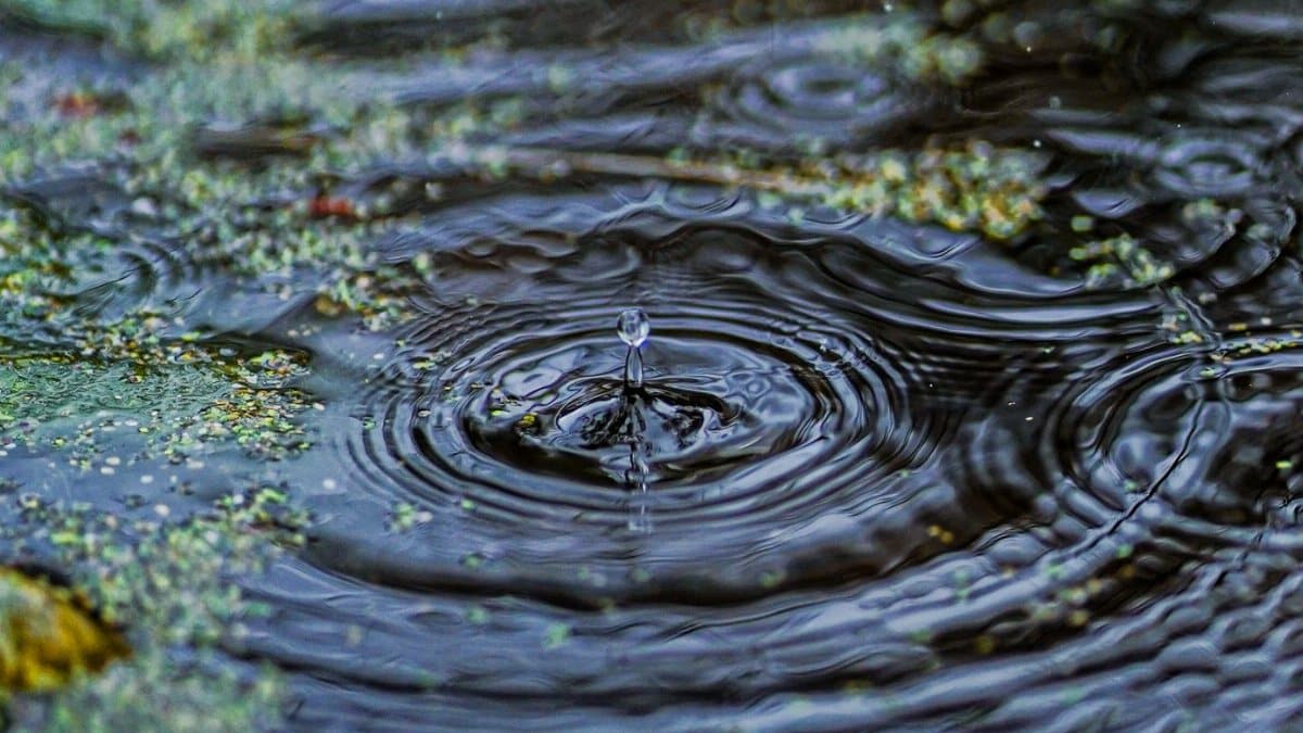 Captivating close-up of a water droplet splashing into a pond, forming mesmerizing ripples.