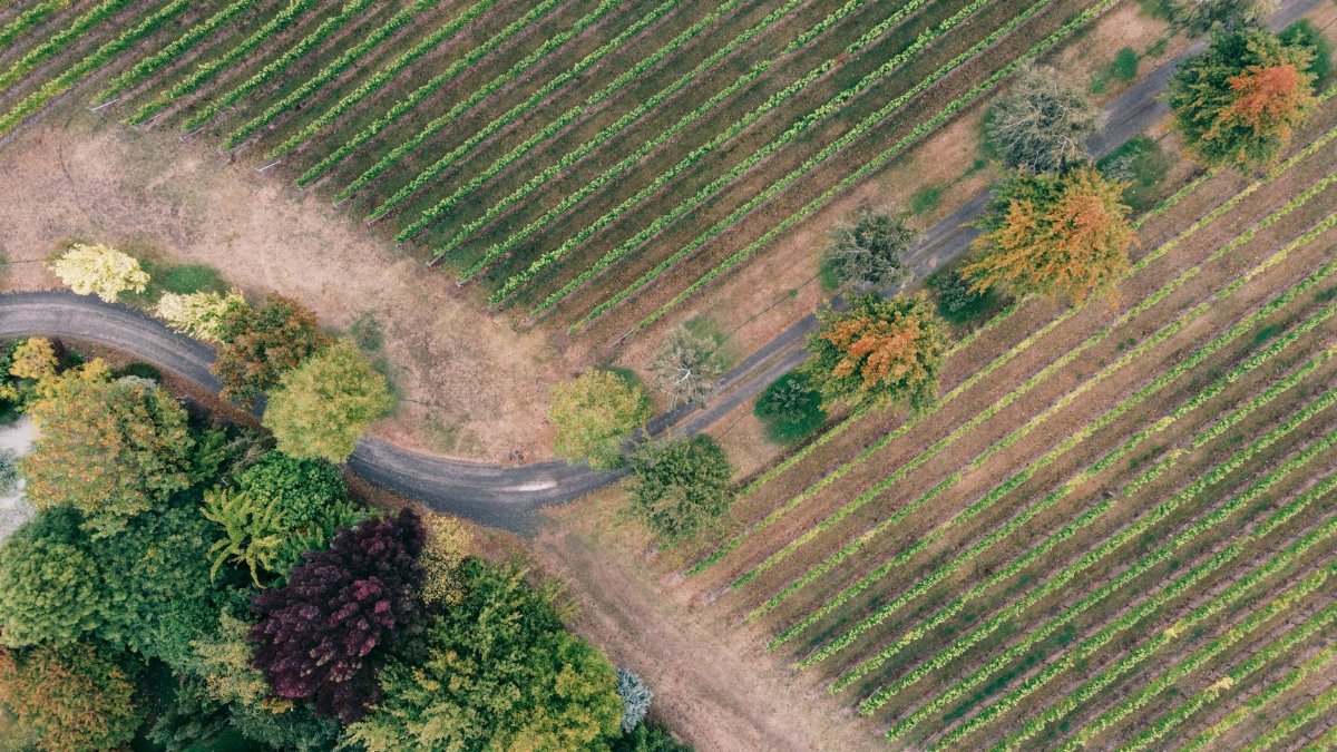 A stunning aerial photograph of an autumn vineyard showcasing lush vines and vibrant fall colors.