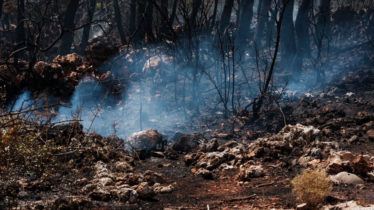 A post-wildfire forest scene with smoke rising from scorched earth and charred trees.