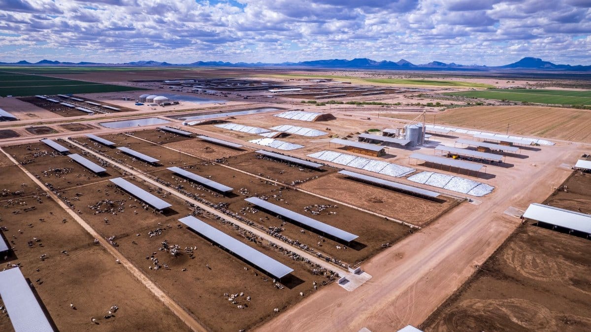 Expansive aerial view of cattle farm in Gila Bend, Arizona, highlighting agriculture and industry.