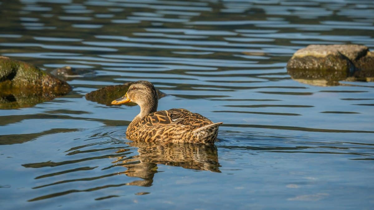 A mallard duck glides gracefully across a serene lake, surrounded by rippling water and rocks.
