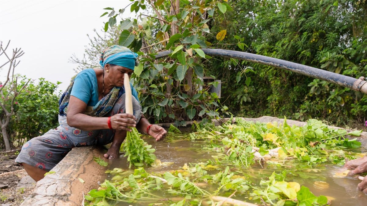 An Indian farmer washing vegetables in an outdoor setting, showcasing sustainable agriculture practices.