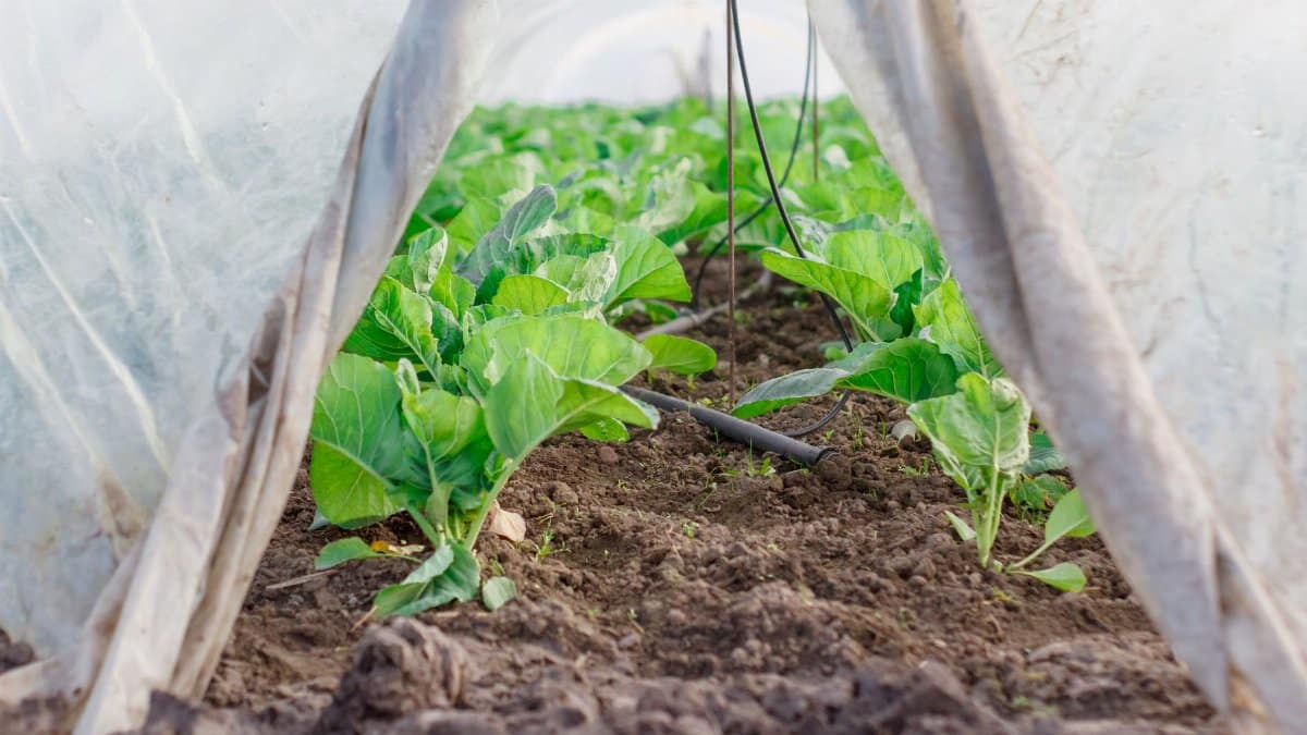Close-up view of fresh vegetables inside a greenhouse, under a protective plastic tunnel.