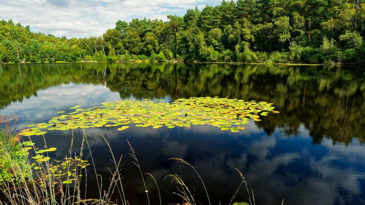 Serene lake with lily pads and reflections surrounded by lush trees on a sunny day.
