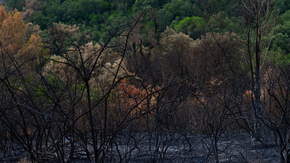 A burned forest area contrasting against lush greenery, highlighting wildfire effects.