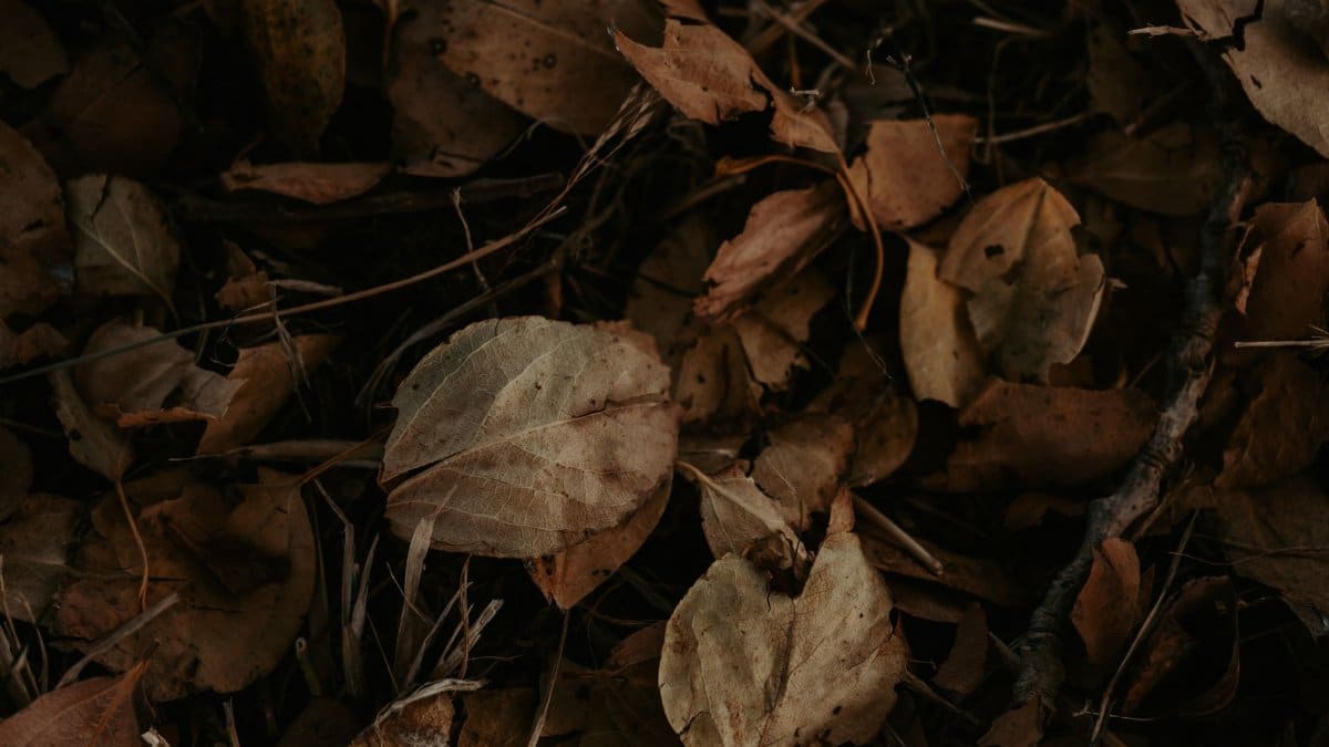 Detailed view of brown autumn leaves scattered on the forest floor, capturing the essence of fall.