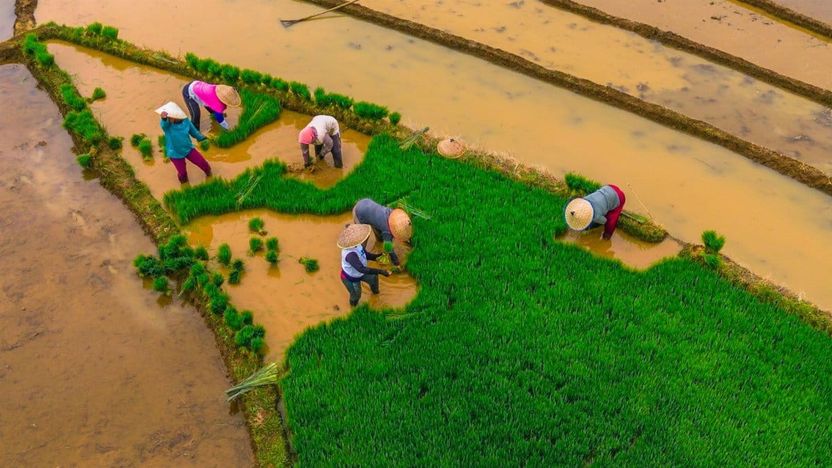 Aerial view of farmers working in lush Bali rice fields with vibrant greenery and water reflection.