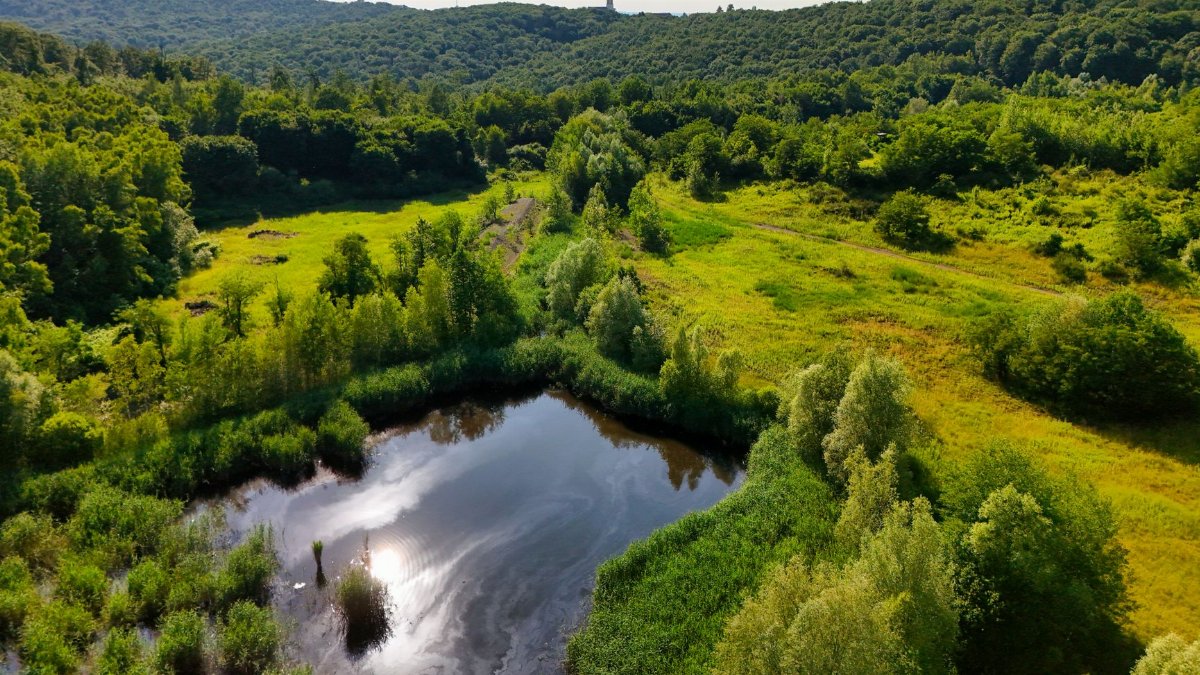 Breathtaking aerial view of a serene pond surrounded by lush green forest during the day.