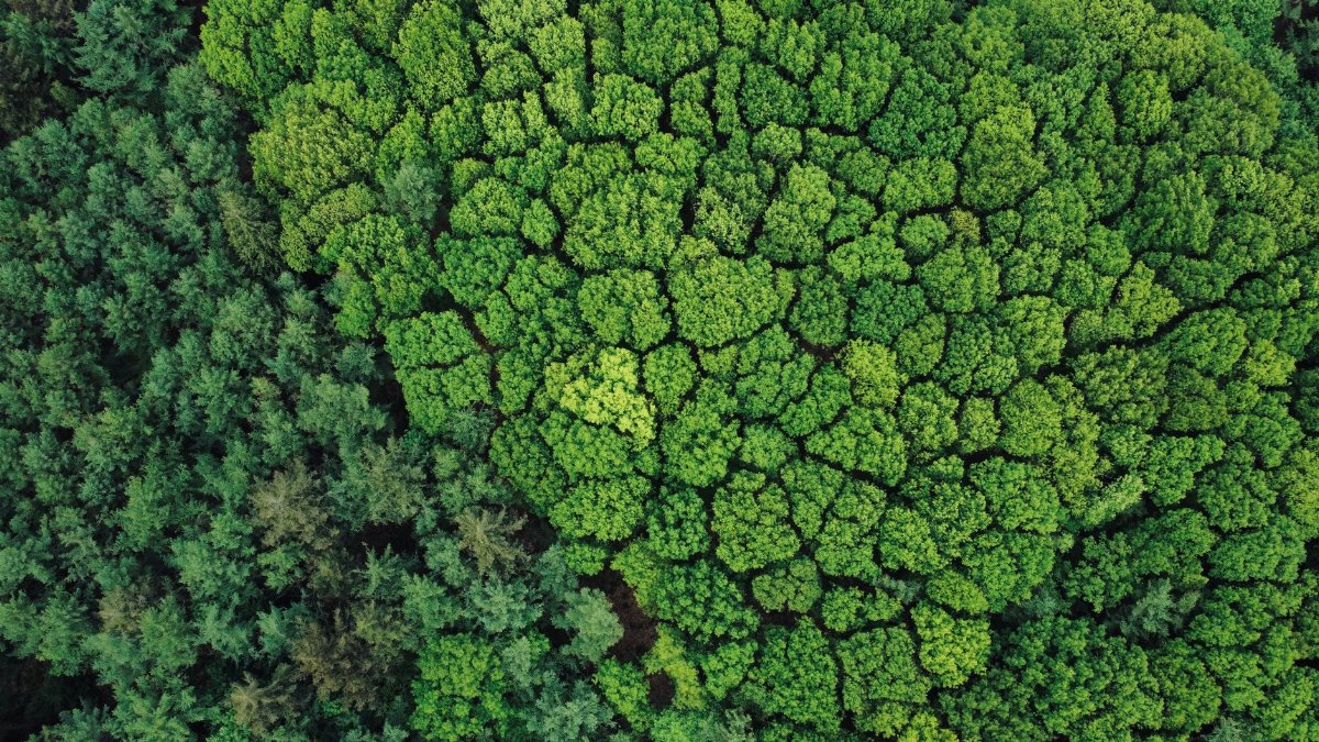 Stunning aerial shot of a dense, vibrant green forest providing a breathtaking view of nature's beauty.