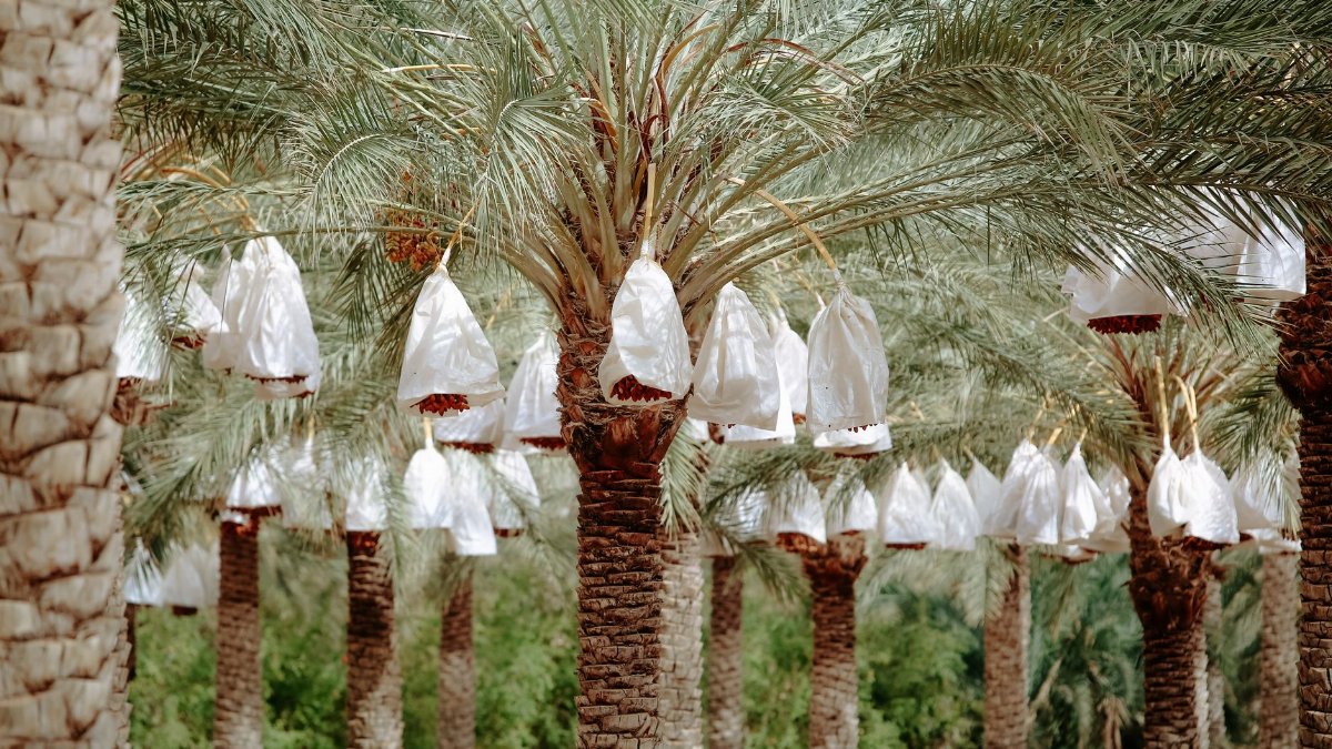 Lush date palm plantation in Biskra, Algeria, showcasing hanging fruit bags in sunlight.