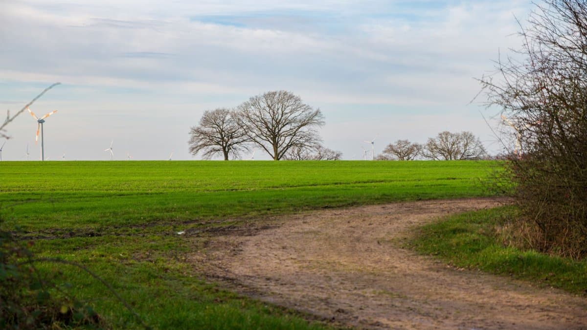 A tranquil rural scene featuring wind turbines, a dirt path, and leafless trees under a cloudy sky.