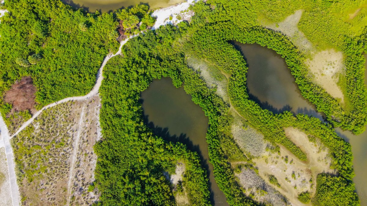 Aerial capture of vibrant mangroves and winding waterways in Florida's natural landscape.