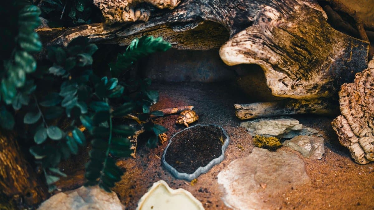 A small tortoise in a naturalistic terrarium with plants and stones.