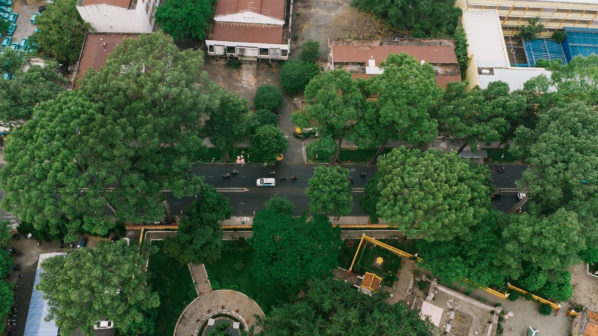 Aerial view of a tree-lined urban street with cars and motorcycles, highlighting urban greenery.