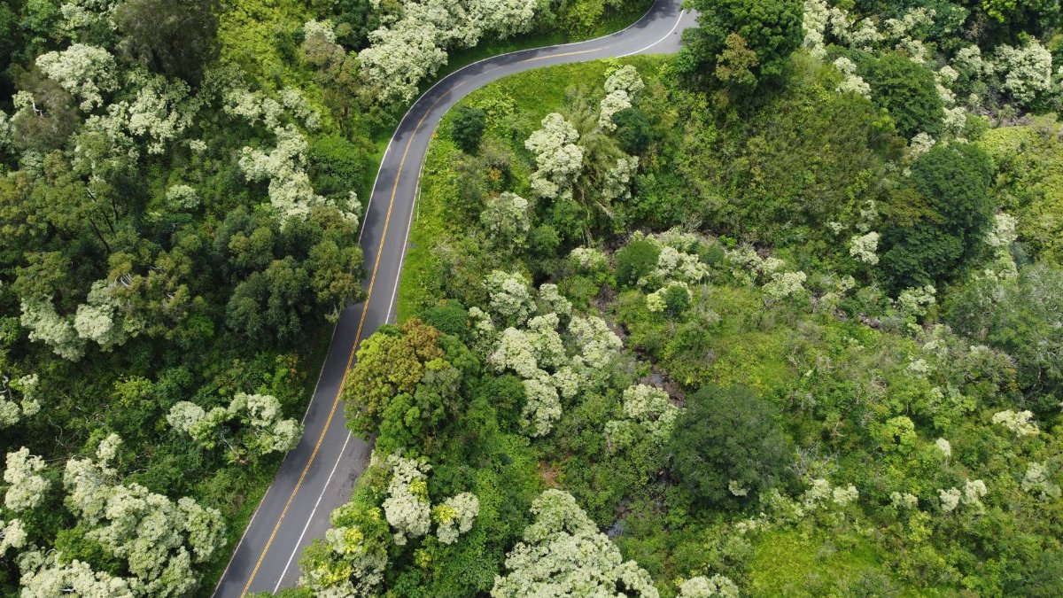 Aerial view of a winding road through lush green foliage in Haiku-Pauwela, Hawaii.
