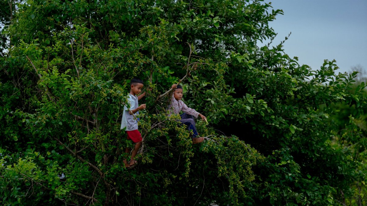 Two children exploring and playing in a lush tree, surrounded by vibrant greenery outdoors during the day.
