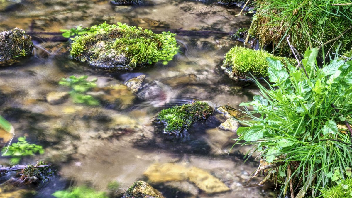 Vibrant spring scene of a moss-covered stream, showcasing lush greenery in Beaver, MN.