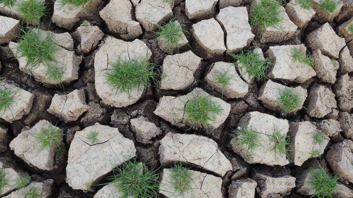 Cracked dry earth with patches of fresh green grass growing through.