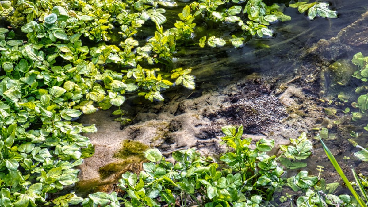 Close-up of water plants and rocks in a clear stream in summer, Beaver, MN.