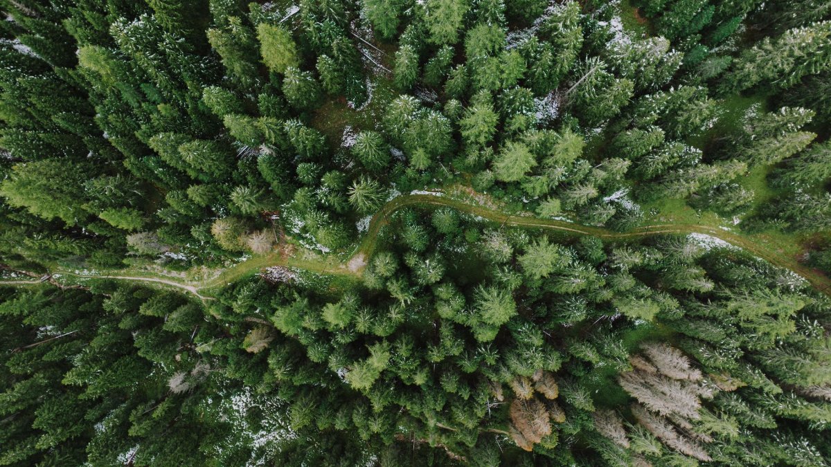 A stunning aerial view of a lush green pine forest with a winding path, located in Canazei, Trentino-Alto Adige, Italy.