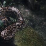 A detailed view of a python lounging on a mossy rock surrounded by lush jungle foliage.