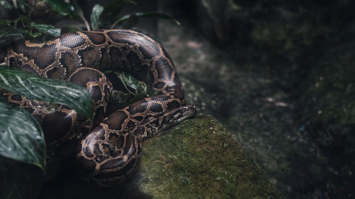 A detailed view of a python lounging on a mossy rock surrounded by lush jungle foliage.