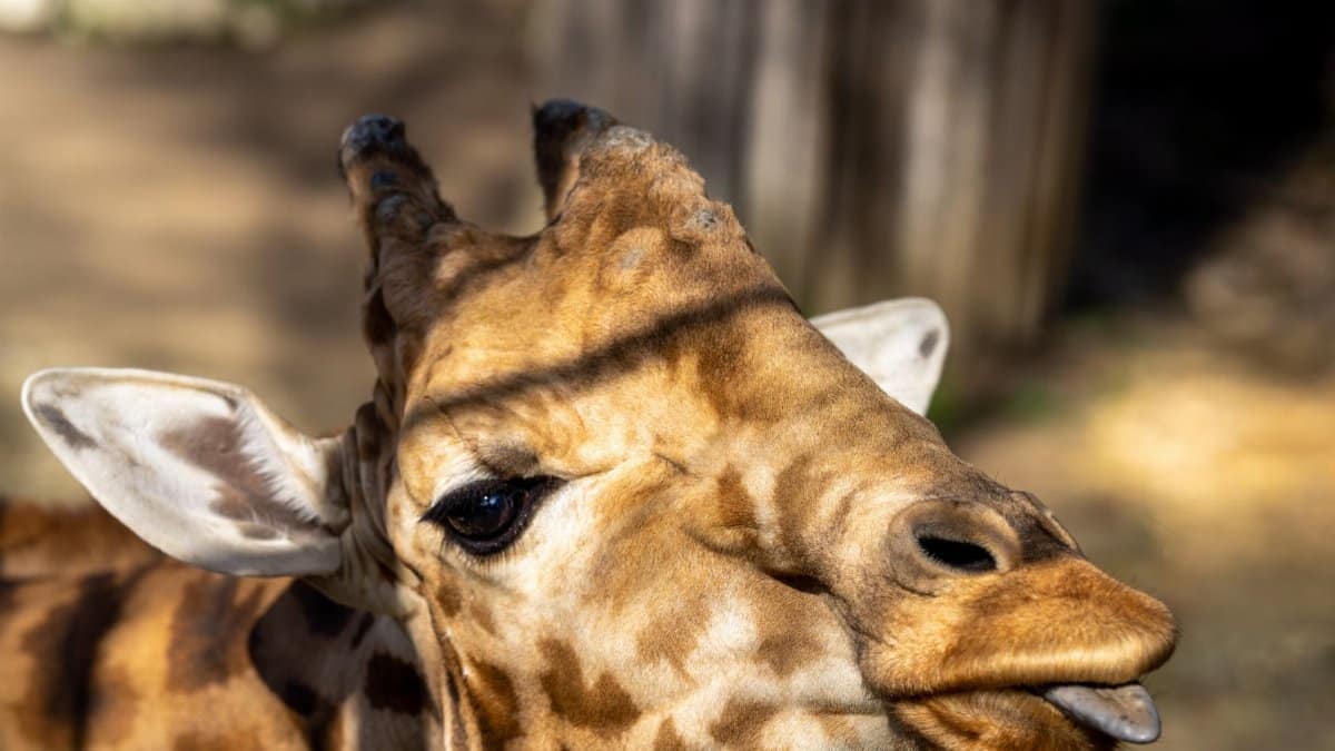 A close-up of a giraffe with its tongue out in a zoo setting, showcasing its unique features.
