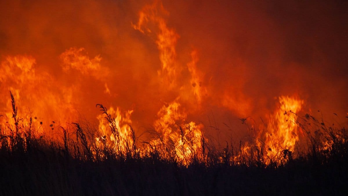 Dramatic scene of a fierce grassland fire blazing at night, showcasing vibrant flames and heat.