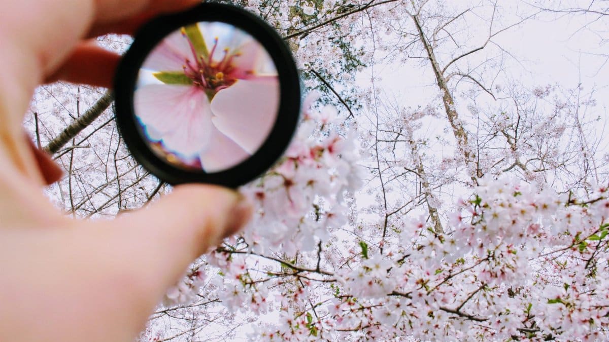 A unique view of cherry blossoms in spring through a magnifying lens outdoors.