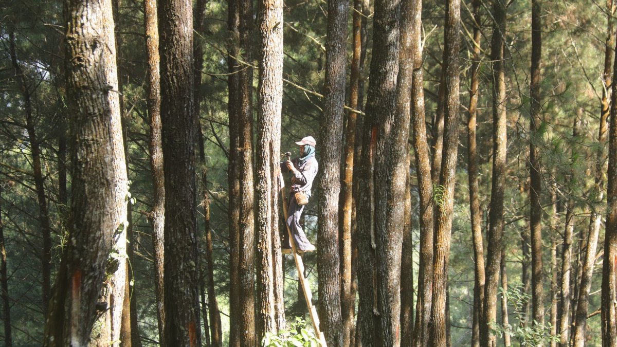 A forest worker scales a tall tree for maintenance in a lush Indonesian forest.