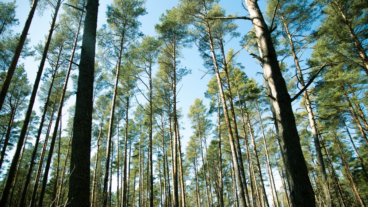 A serene view of tall pine trees reaching for a clear blue sky in a peaceful forest setting.