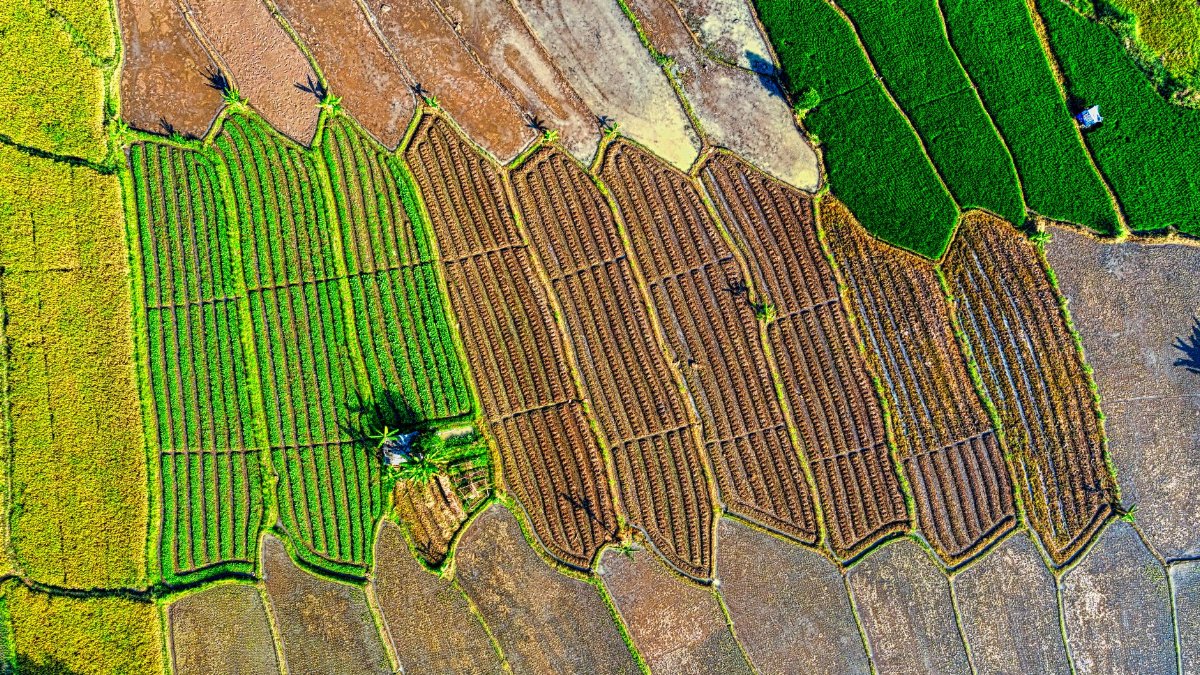 Drone capture of colorful rice fields in Banten, Indonesia showcasing agricultural patterns.