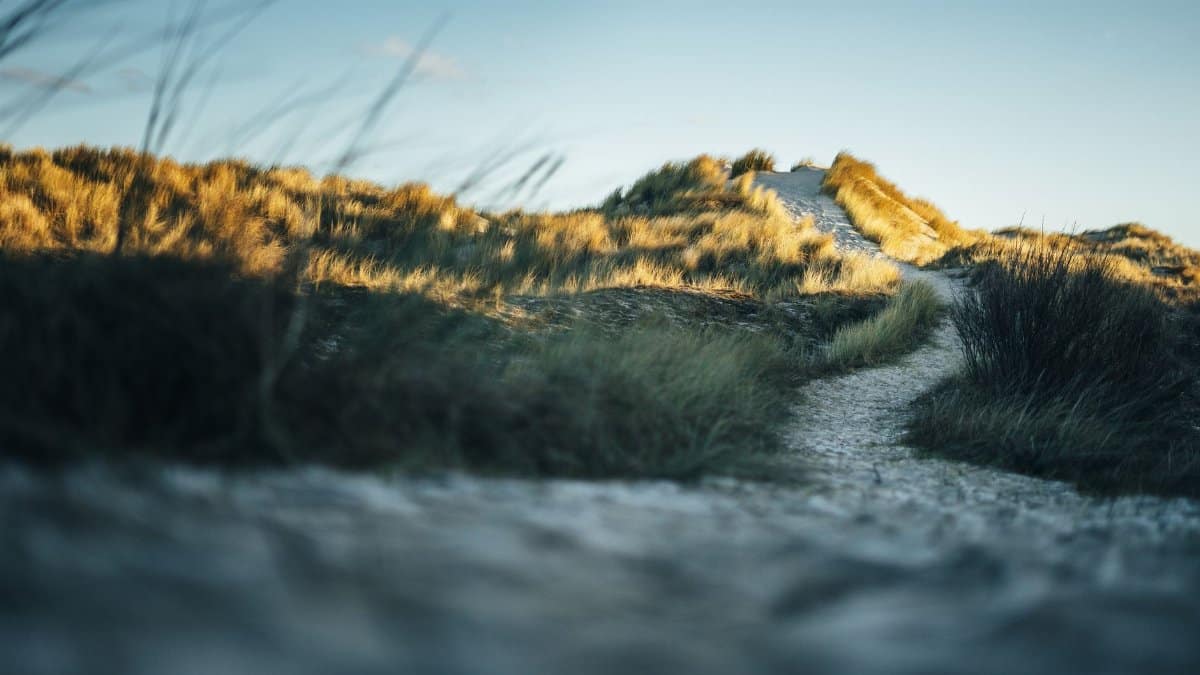 Serene gravel path through grass-covered dunes in Borkum, illuminated by sunset glow.